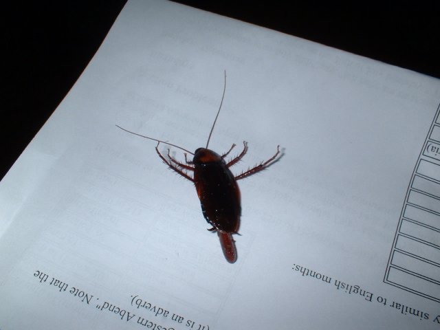 Cockroach 003.jpg, 318 KB