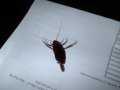 Kollege vom 14.08.2005 01:30. Hat ganze 45 Sekunden um sein Leben gekämpft. Doch das Nervengas hat ihn geschafft.