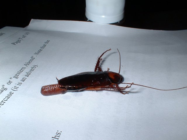 Cockroach 004.jpg, 324 KB