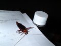 Kollege vom 14.08.2005 01:30. Hat ganze 45 Sekunden um sein Leben gekämpft. Doch das Nervengas hat ihn geschafft.