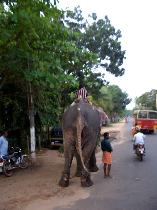 Kerala_03.11.2005_003.JPG, 161 KB