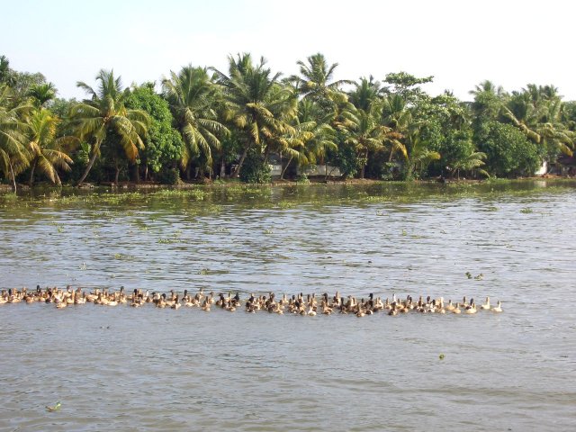 Kerala_03.11.2005_016.JPG, 261 KB