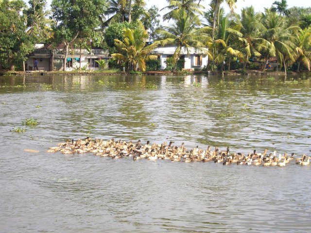 Kerala_03.11.2005_017.JPG, 339 KB
