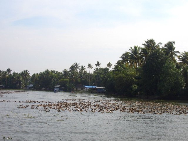 Kerala_03.11.2005_018.JPG, 171 KB