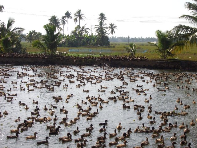 Kerala_03.11.2005_020.JPG, 304 KB