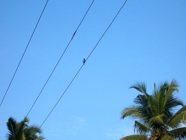 Kerala_03.11.2005_022.JPG, 84 KB