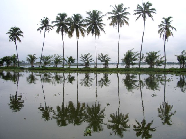 Kerala_03.11.2005_045.JPG, 165 KB