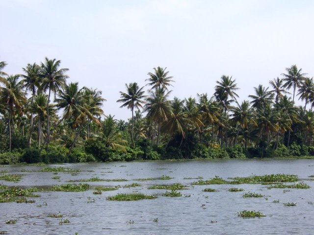 Kerala_03.11.2005_066.JPG, 219 KB