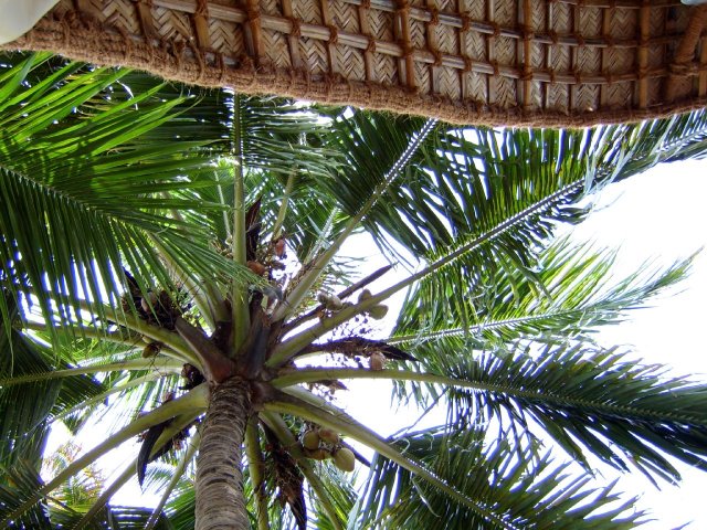 Kerala_03.11.2005_067.JPG, 343 KB