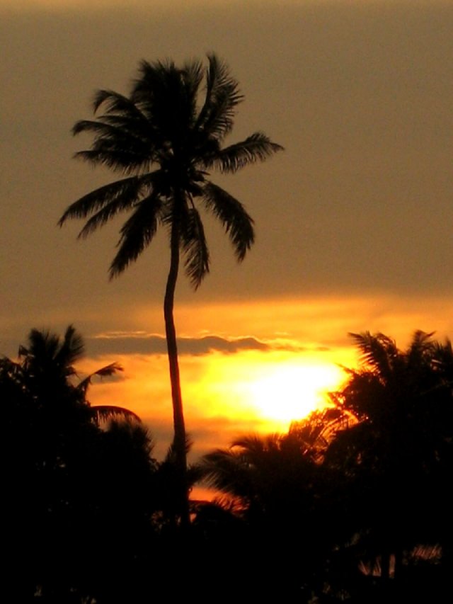Kerala_03.11.2005_112.JPG, 88 KB