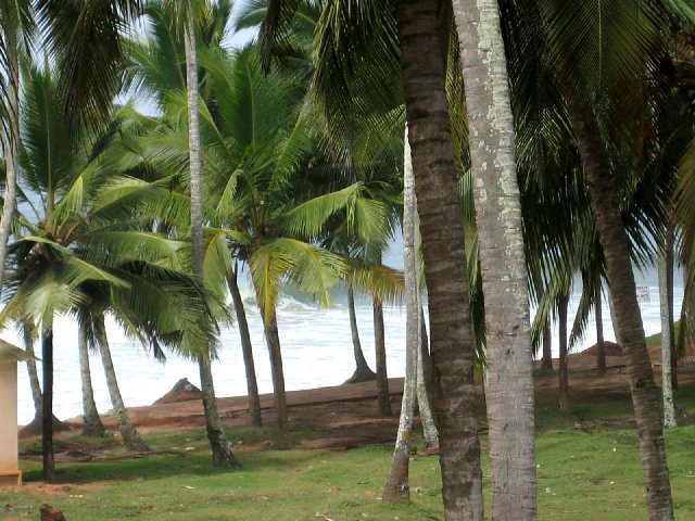 Kerala_05.11.2005_013.JPG, 234 KB