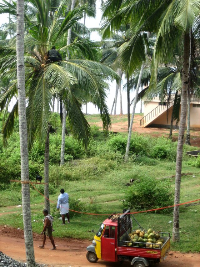 Kerala_05.11.2005_040.JPG, 312 KB