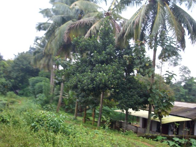 Kerala_30.10.2005_006.JPG, 233 KB