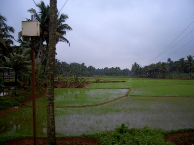Kerala_30.10.2005_008.JPG, 122 KB