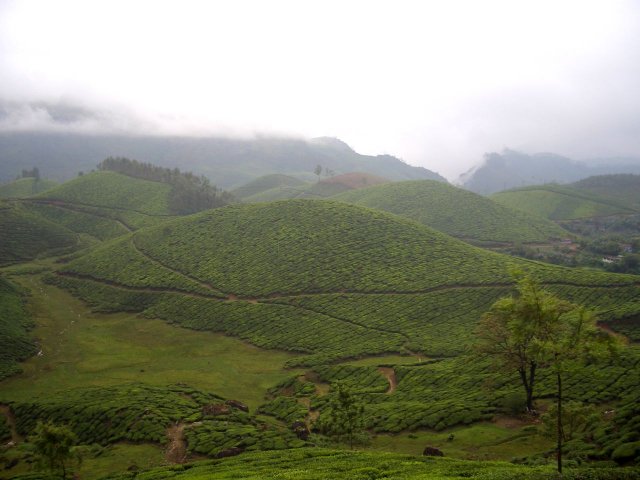 Kerala_30.10.2005_022.JPG, 156 KB