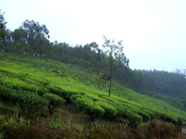 Kerala_30.10.2005_025.JPG, 233 KB