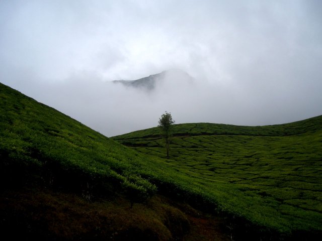 Kerala_30.10.2005_030.JPG, 116 KB