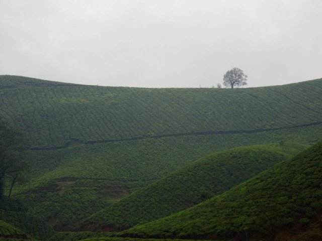 Kerala_30.10.2005_045.JPG, 113 KB