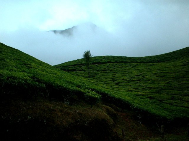 Kerala_30.10.2005_047.JPG, 172 KB