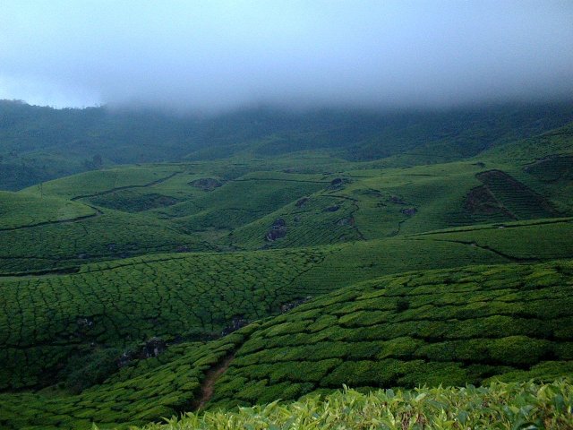 Kerala_30.10.2005_048.JPG, 243 KB