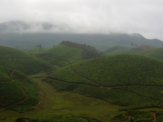 Kerala_30.10.2005_049.JPG, 138 KB