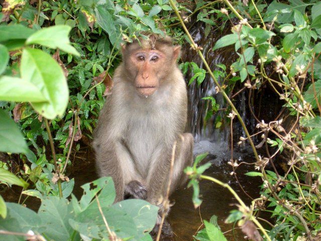 Kerala_31.10.2005_033.JPG, 260 KB