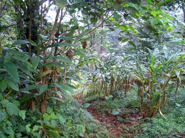 Kerala_31.10.2005_108.JPG, 386 KB