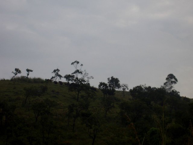 Kerala_31.10.2005_125.JPG, 78 KB
