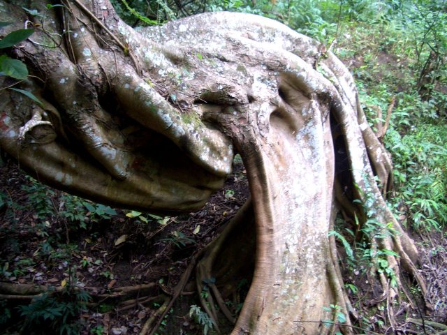Kerala_31.10.2005_131.JPG, 276 KB