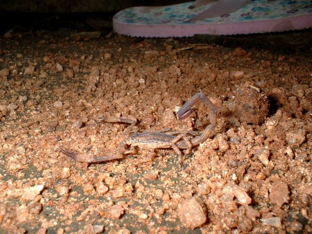 Kerala_31.10.2005_137.JPG, 281 KB