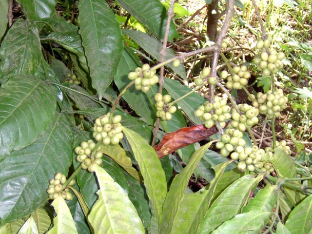 Kerala_31.10.2005_139.JPG, 261 KB