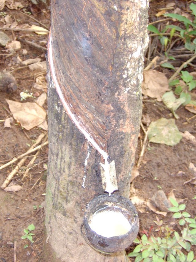 Kerala_31.10.2005_141.JPG, 227 KB
