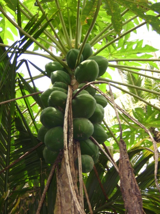 Kerala_31.10.2005_145.JPG, 213 KB