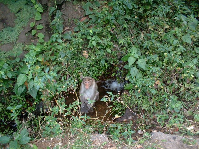 Kerala_31.10.2005_156.JPG, 356 KB