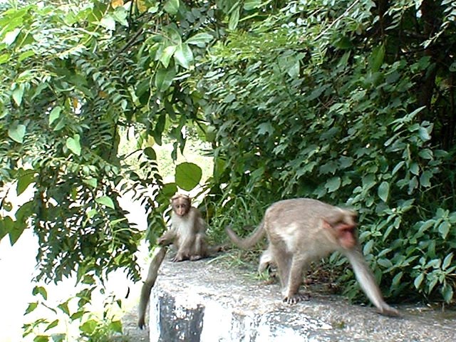 Kerala_31.10.2005_157.JPG, 305 KB