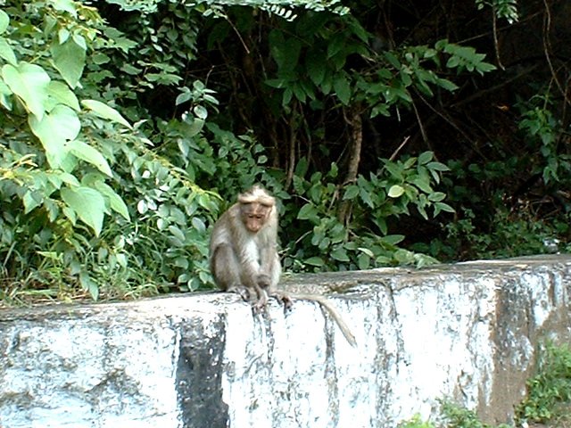 Kerala_31.10.2005_159.JPG, 251 KB
