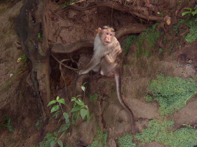 Kerala_31.10.2005_160.JPG, 212 KB