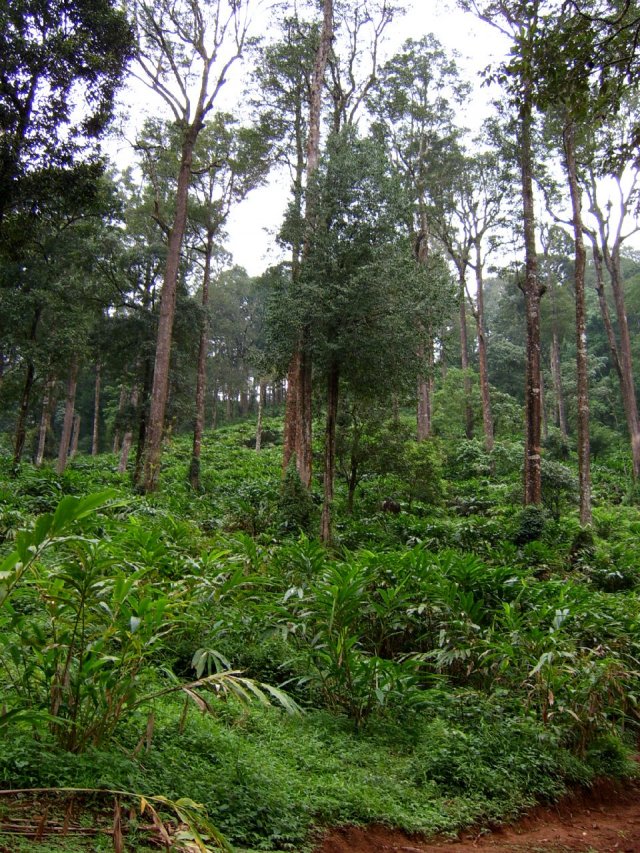 Kerala_31.10.2005_183.JPG, 405 KB