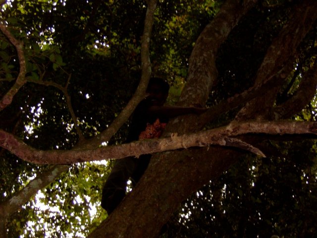 Kerala_31.10.2005_203.JPG, 179 KB